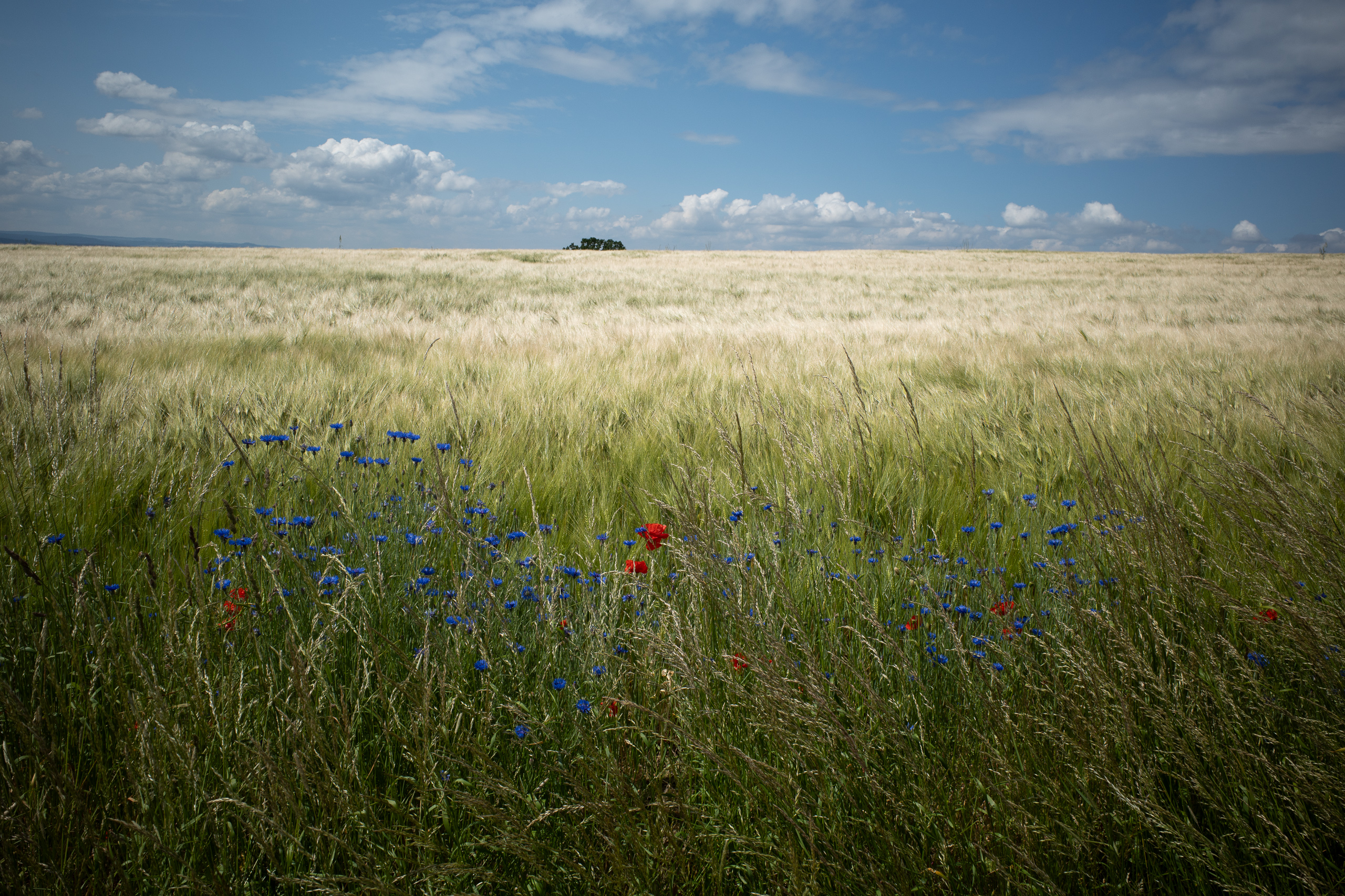 Erster giftiger Anstieg – Schlepper wartet dahinter